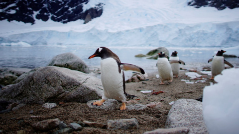 Se confirman las primeras evidencias de zoonosis inversa en la fauna polar - Alexandre Meneghini/ Reuters