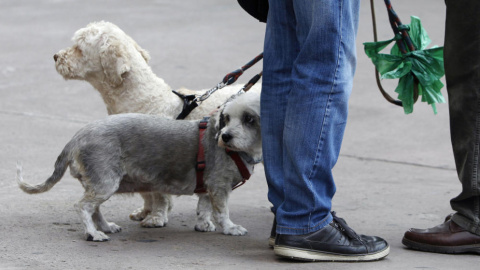 En Benalmádena los ciudadanos con mascota deberán limpiar el pipí del animal - EFE