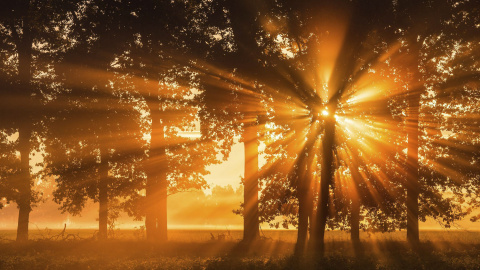 Los primeros rayos del sol se cuelan entre las ramas de un árbol en Beeskow (Alemania), hoy, 29 de septiembre de 2015. EFE/PATRICK PLEUL