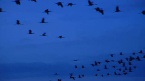 Las grullas de Gallocanta dan la bienvenida al frío