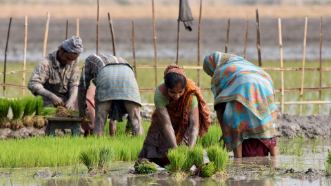 Los agricultores trabajan en un arrozal en el pueblo de Kothari, distrito de Nagaon, en la India/ REUTERS