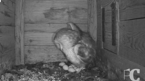 Una pareja de lechuzas hace historia en Cabañeros con una puesta récord y da la bienvenida a su primer pollo