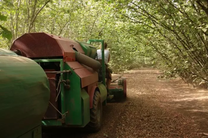 La Catalunya donde la sequía persiste: los cultivos de frutos secos y viñedos del Camp de Tarragona, al límite