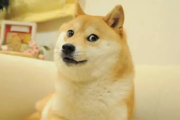 Muere Kabosu, la perra protagonista del meme Doge y la criptomoneda Dogecoin