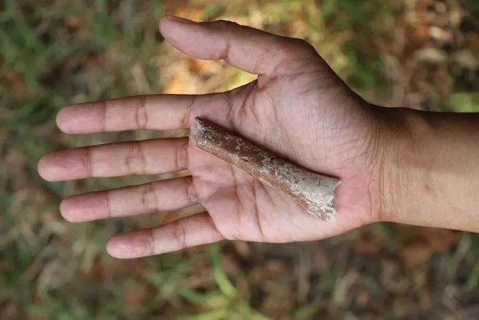 Un diminuto hueso de un brazo fosilizado da nuevas pistas sobre el origen del 'hobbit' de Flores