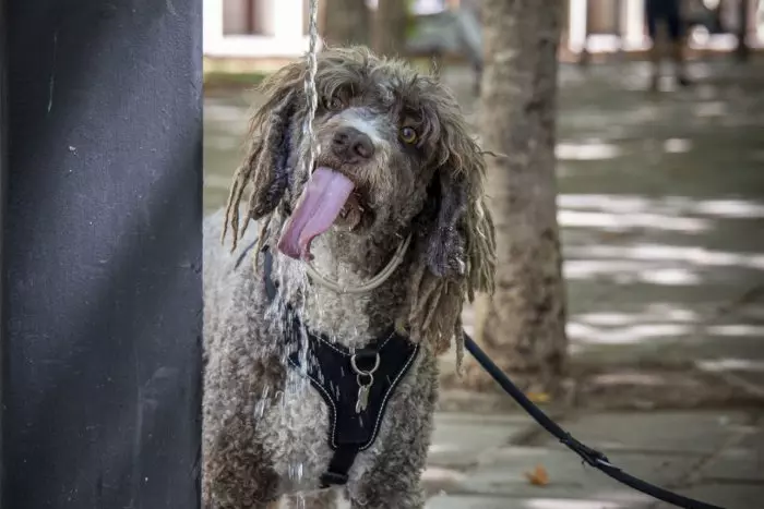 España, el único país de la UE que realiza un estudio sobre el abandono de los animales