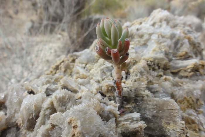 Golpe a la biodiversidad en el Mediterráneo hace 5,5 millones de años