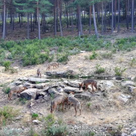 Lobos de Sanabria