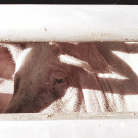 Un cerdo antes de ser asesinado en el matadero / EFAM