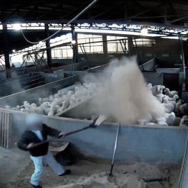 Un trabajador de un matadero lanza arena a un grupo de corderos./ Equalia