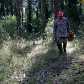 Els millors boscos de Catalunya on anar a buscar bolets