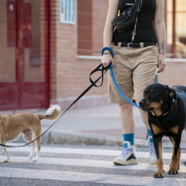 ARCHIVO | Una persona pasea con dos perros el día en el que entra en vigor la Ley del Bienestar Animal, a 29 de septiembre de 2023, en Madrid (España).