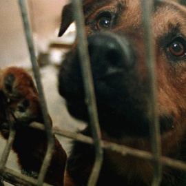 Fotografía de archivo de un perro en una protectora de animales. EFE