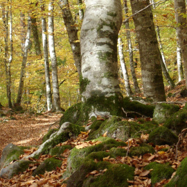 Fageda d'en Jordà