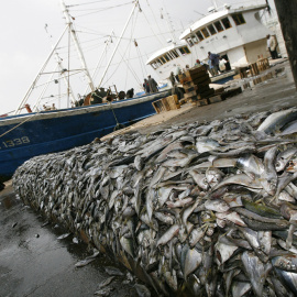 El 33% de las especies de peces comerciales están sobreexplotadas. AFP