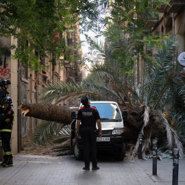 Bomberos y Mossos d'Esquadra acuden al Raval de Barcelona donde ha caído una palmera a una mujer, a 3 de agosto de 2023, en Barcelona, Catalunya (España).