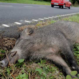 Imagen de archivo de un jabalí muerto en la cuneta de una carretera tras haber sido atropellado. EFE/ Cabalar