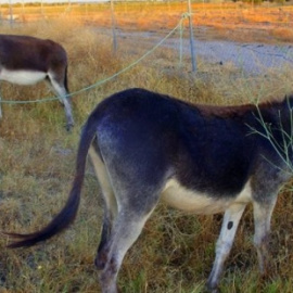 Imagen de archivo de de burros. /EFE