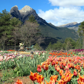 El camp florit de tulipans i, al fons, el Pedraforca