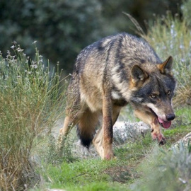 El Supremo determina que el lobo es una especie protegida en Cantabria