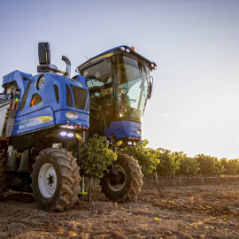 La vendimia de 2022 ha comenzado este miércoles en la Denominación de Origen Calificada (DOCa) Rioja, con la recogida de la uva blanca tempranillo de la bodega cooperativa Viñedos de Aldeanueva de Ebro.