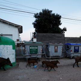 Un grupo de jabalíes pasan junto a contenedores de basura en Molins de Rei, al norte de Barcelona. REUTERS/Albert Gea