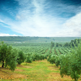 Fotografía de un campo de olivos en Almería.