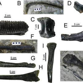 Un grupo de paleontólogos descubre en Lleida el yacimiento de dinosaurios más moderno de Europa. Ángel Galobart