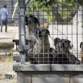 Varios perros viven en las instalaciones del albergue San Francisco de Asis de la Sociedad Protectora de Animales y Plantas de Madrid (SPAP), a 2 de junio de 2020.