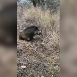 Un cazador apedrea a una jabalí para ahorrarse una bala./Pacma