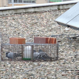 Imagen de alguna de las jaulas trampa. ACTYMA.