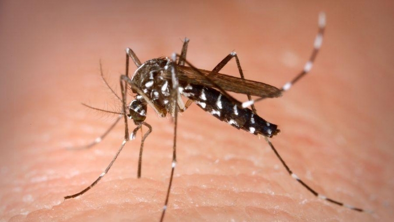 Del mosquito tigre al visón americano: asesinos acuáticos en serie