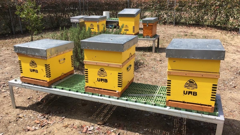Colmenas inteligentes: La inteligencia artificial se alía con la apicultura  para preservar las abejas