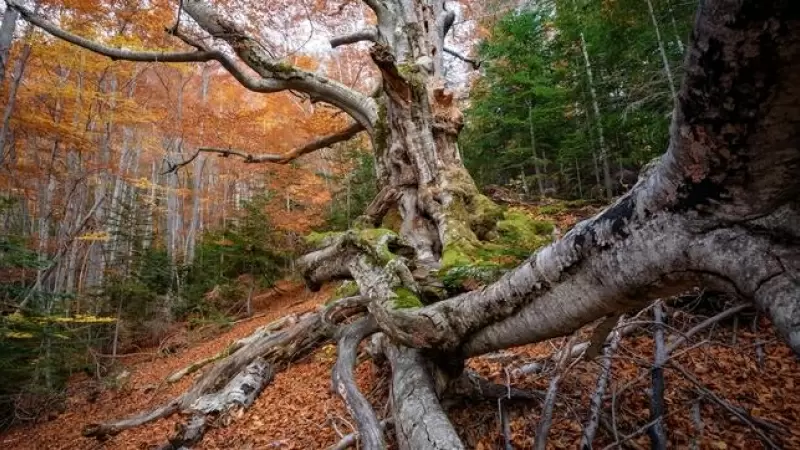 Fageda de Gresolet