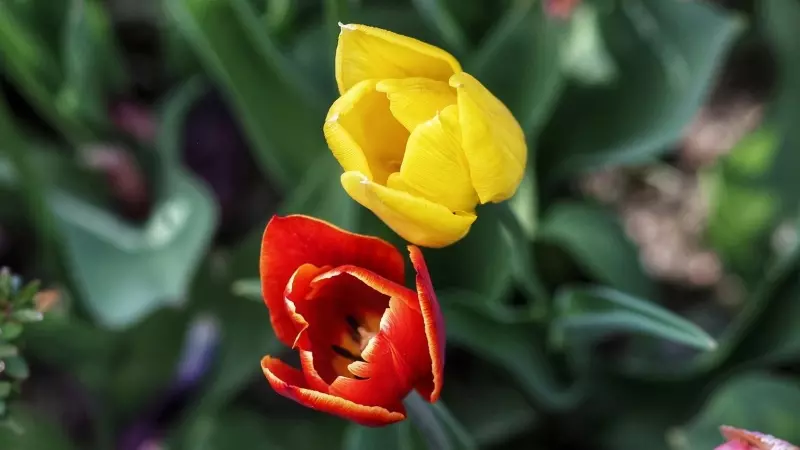 Tulipanes en el Real Jardín Botánico, a 15 de abril de 2023.