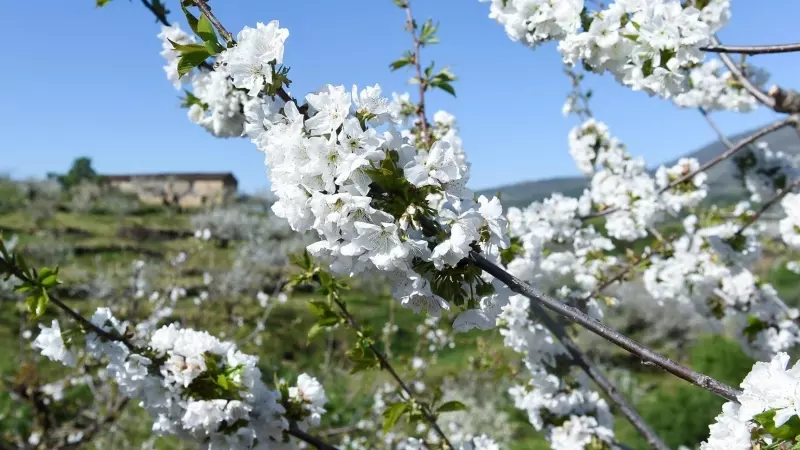 Varios árboles de cerezo en la floración de los cerezos, en el Valle del Jerte, a 4 de abril de 2023 en Cáceres.