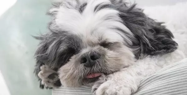 Shih tzu: características y cuidados de esta raza