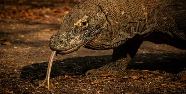 Cuáles son los reptiles más grandes del mundo