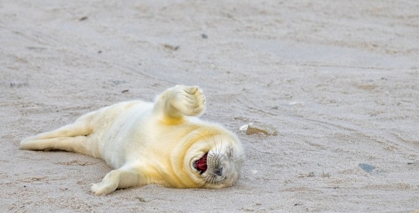 Las fotos de animales más graciosas del 2024