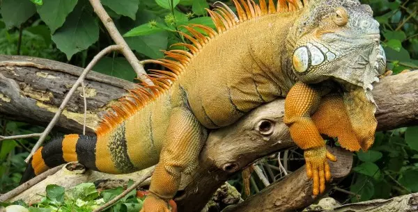 Iguanas: por qué no deberíamos tenerlas como mascotas