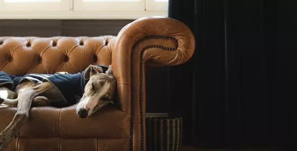 Cómo saber si tu perro necesita suplementos vitamínicos en invierno