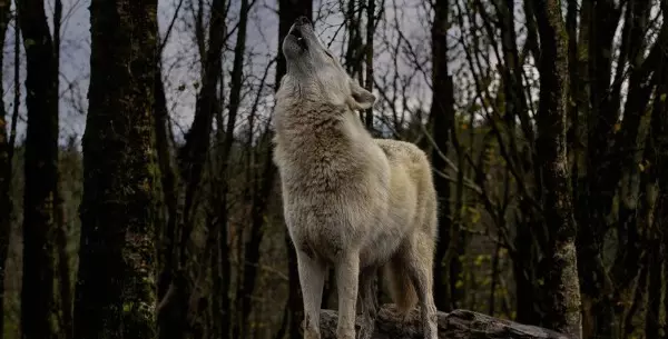 El mito de los lobos aullando en la luna llena: ¿realidad o ficción?