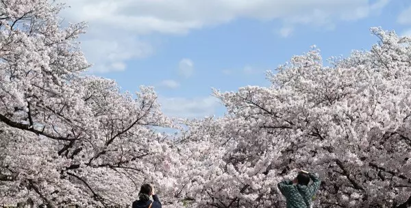 ¿Cuál es la mejor época para viajar a Japón?