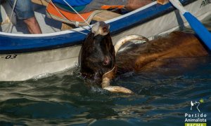 PACMA documenta el maltrato a los toros en los Bous a la Mar de Denia. /PACMA