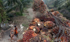 Trabajadores en los cultivos de palma en Indonesia. AFP