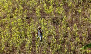 La Oficina de Política Nacional para el Control de Drogas de la Casa Blanca (Ondcp, por su sigla en inglés) publicó hoy su estimación anual sobre la producción de cocaína en Colombia, que muestra un aumento en un indicador que la Administración del presie