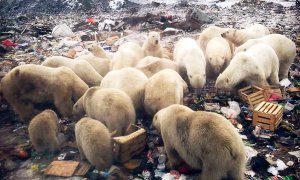 Osos polares buscando comida en la población rusa de Belushya Guba, en el océano Ártico./REDES SOCIALES