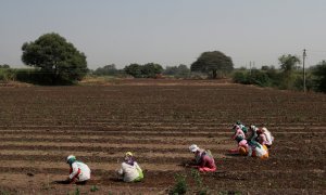 Mujeres trabajadoras en un campo de mijo en Narayangaon, India. REUTERS / Danish Siddiqui