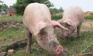La ganadería familiar del porcino está sucumbiendo ante el avance de las macrogranjas y la industrialización del sector | PxHere