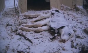 Una vaca muere congelada en una macrogranja lechera de Nebraska./Igualdad Animal